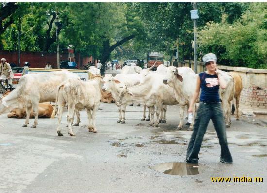 Коровы в Дели 