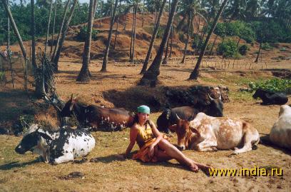 Коровы на пляжах северного Гоа чувствуют себя хозяйками... 