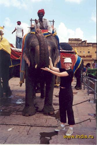INDIAN ELEPHANT 