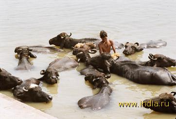 купание буйволов в Варанаси 