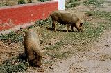Свинки в Сарнатхе