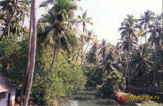 Пальмы Кералы 
