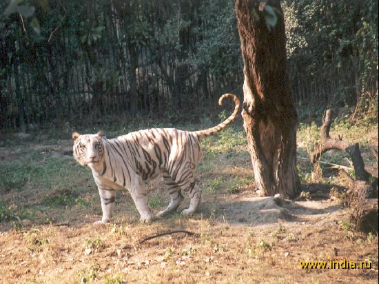 Гималайский тигр 