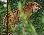 Тигр в зоопарке Калькутты