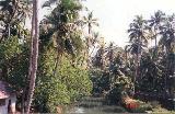 Пальмы Кералы