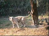 Гималайский тигр