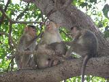 обезьяны острова Элефанта