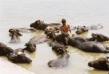 купание буйволов в Варанаси